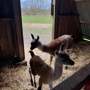 Bauernhof Farm, Billund